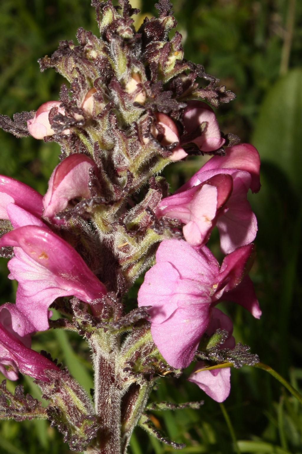 Pedicularis da ID.-1